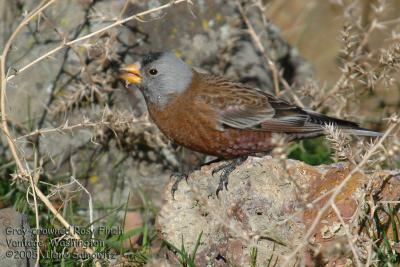 Gray-crowned Rosy Finch 5075