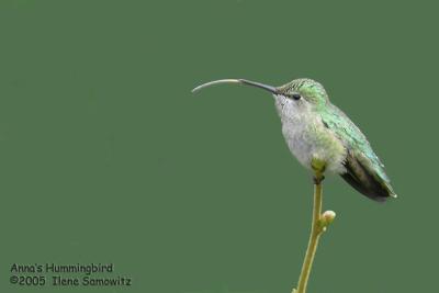 Anna's Hummingbird 5493
