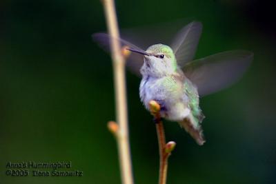 Anna's Hummingbird 5527