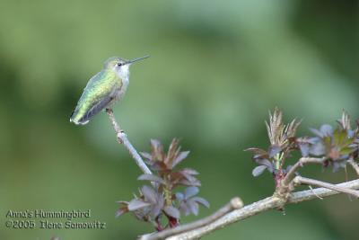 Anna's Hummingbird 5833