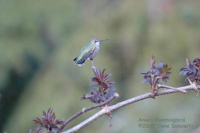 Anna's Hummingbird 5868