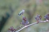 Annas Hummingbird 5868