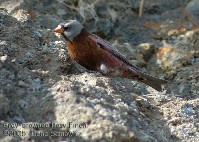 Gray-crowned Rosy Finch 5017