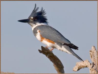 u49/rod_ostoski/medium/36813924.kingfisher.jpg