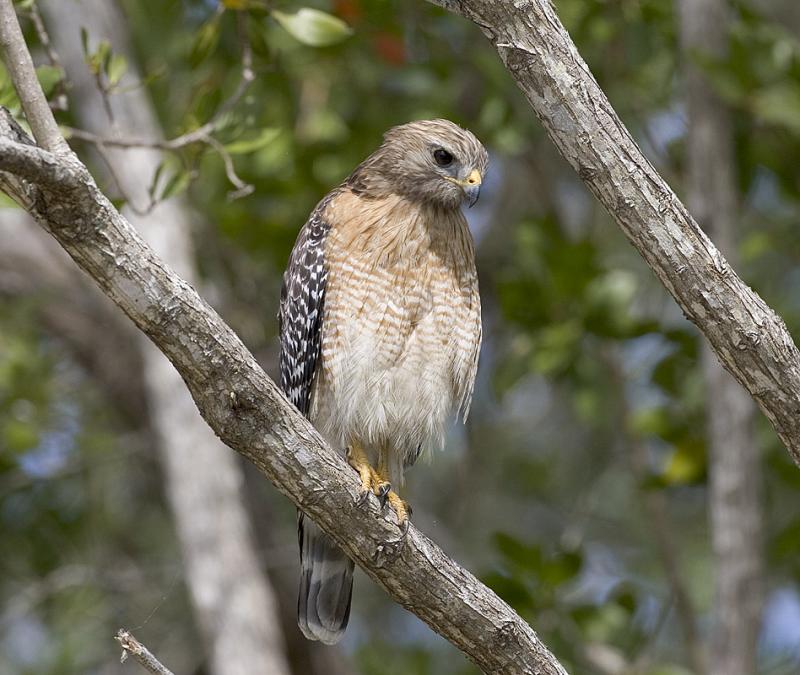 Red-shouldered Hawk, Florida phase (Juvenile)
