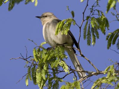 Bahama Mockingbird (Juvenile)