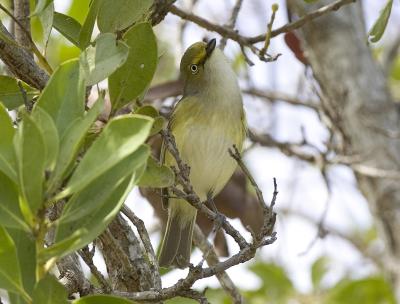 White-eyed Vireo (Adult)