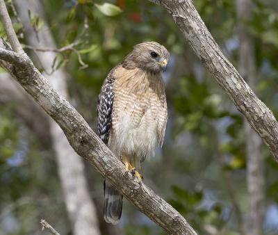 Red-shouldered Hawk, Florida phase (Juvenile)