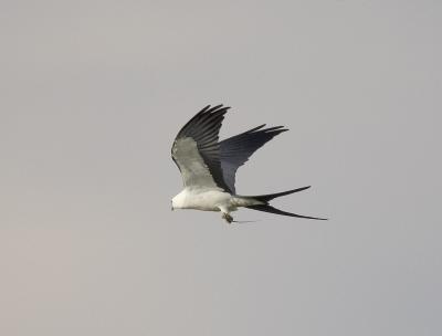 Swallow-tailed Kite (with lizard)