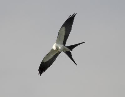 Swallow-tailed Kite (with lizard)