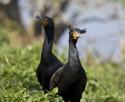 Double-crested Cormorant