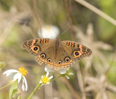 Mangrove buckeye (Florida)