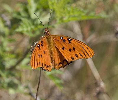 Gulf Fritillary  Florida