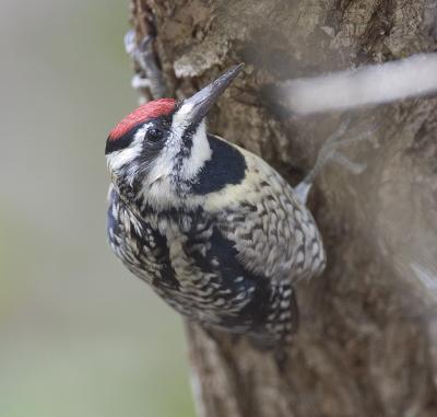 Yellow-bellied Sapsucker (F)