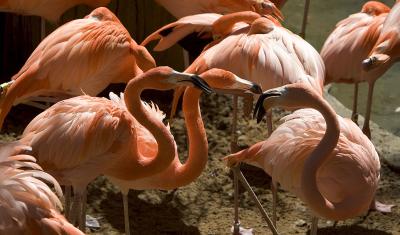 American Flamingo (captive)