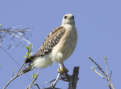 Red-shouldered Hawk, Florida phase (Adult)