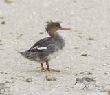 Red-breasted Merganser (F, breeding, Florida)