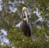 Brown pelican (Atlantic, breeding)