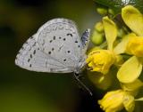 Spring azure (Celastrina argiolus echo)