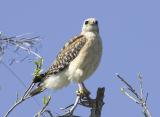 Red-shouldered Hawk, Florida phase (Adult)