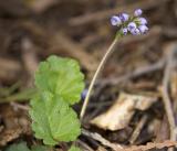 Synthyris reniformis  snow queen