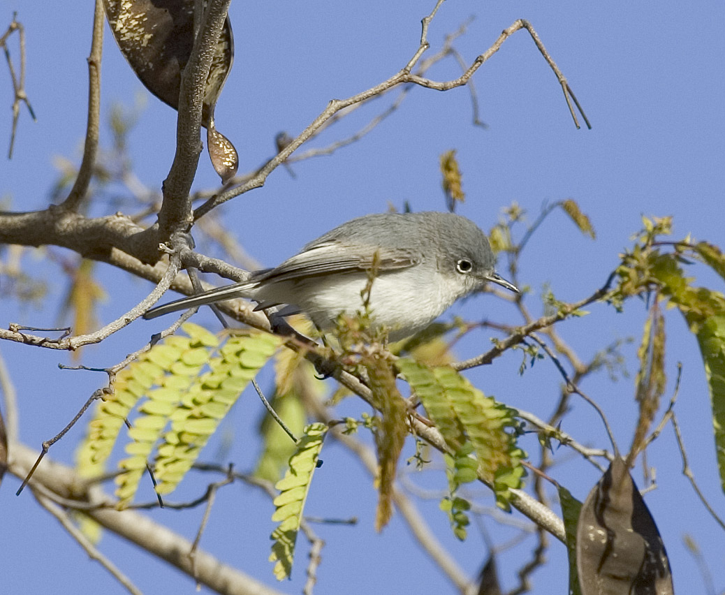 Blue-gray Gnatcatcher (M)