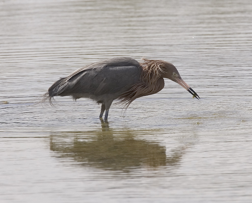 Reddish Egret (adult, breeding)