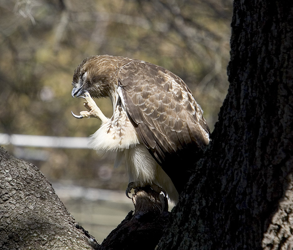 Red-tailed Hawk