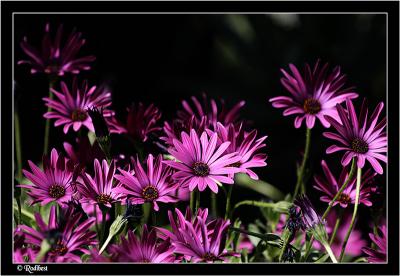 IMG_6150.jpg