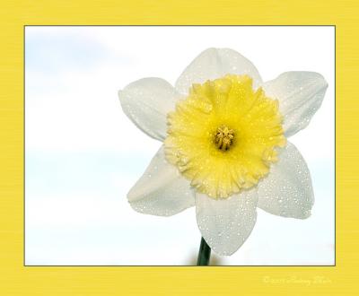 daffodil7.jpg