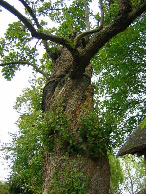 Corkscrew tree