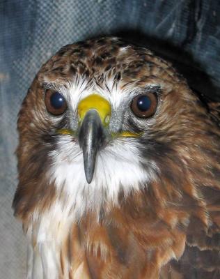 Hawk