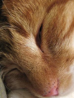 Sleepy cat