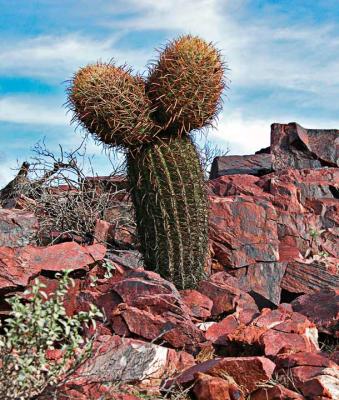 Unusual two headed barrel cactus