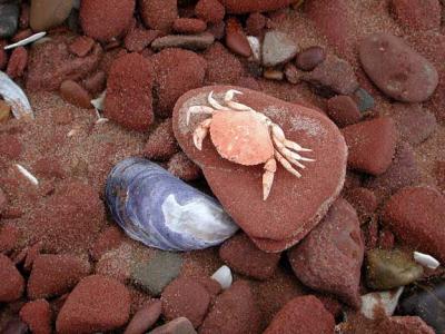 crabShell.jpg