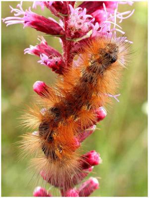 catepillar.jpg