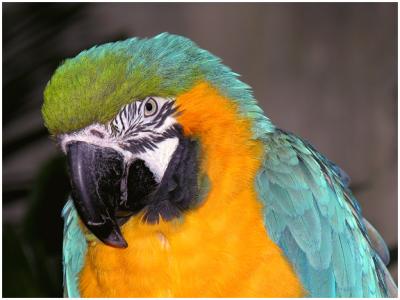 Blue & Gold Macaw