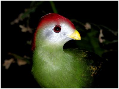 Red Crested Turaco