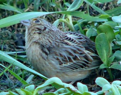 grasshoppersparrow