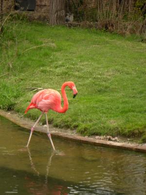 u49/royver/medium/40812410.ZOO030302_EDITED1311.jpg