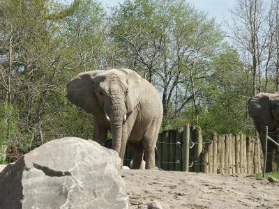 u49/royver/medium/40813288.ZOO030041041.jpg