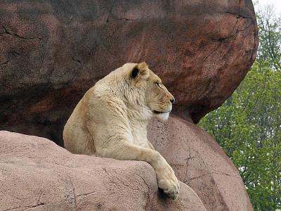 u49/royver/medium/40813358.ZOO030081084_edited.jpg