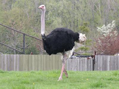 u49/royver/medium/40813380.ZOO030096099.jpg