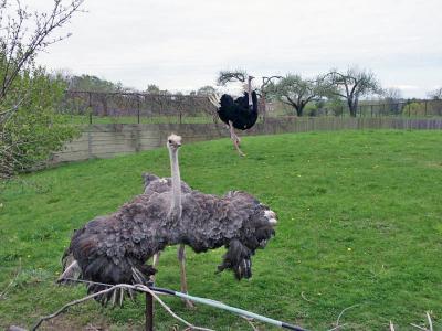 u49/royver/medium/40813438.ZOO030102105_edited.jpg