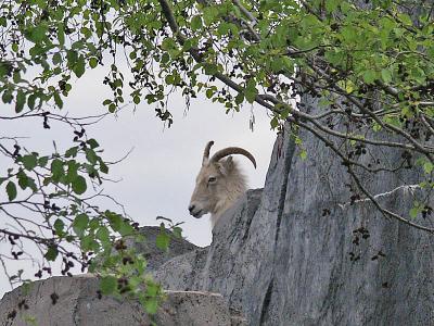u49/royver/medium/40813570.ZOO030238246_edited.jpg