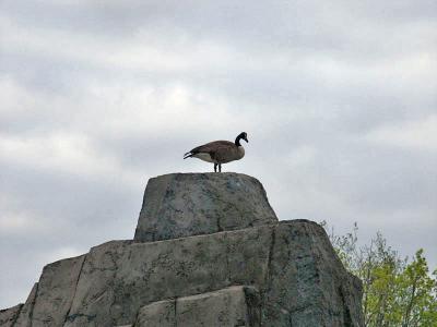 u49/royver/medium/40813638.ZOO030237245_edited.jpg