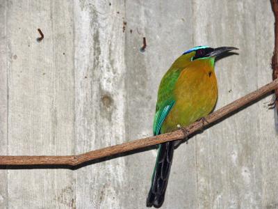 u49/royver/medium/40813681.ZOO030243251_edited.jpg
