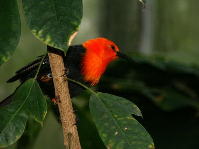 u49/royver/medium/40813765.ZOO030244252_edited.jpg