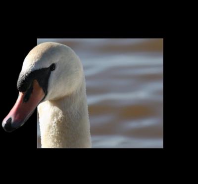 swan frame.jpg