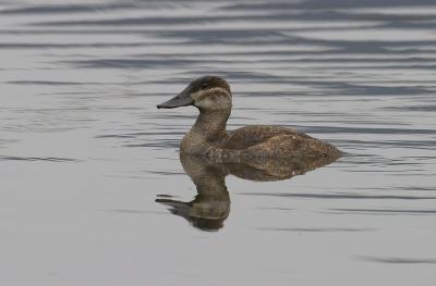 Ruddy Duck / Pato Rojizo Andino